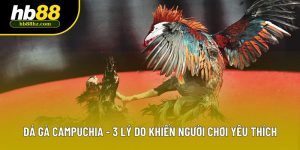 Đá Gà Campuchia - 3 Lý Do Khiến Người Chơi Yêu Thích