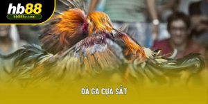 Đá Gà Cựa Sắt - Trực Tiếp Thomo & Kinh Nghiệm Cược Thắng 2025