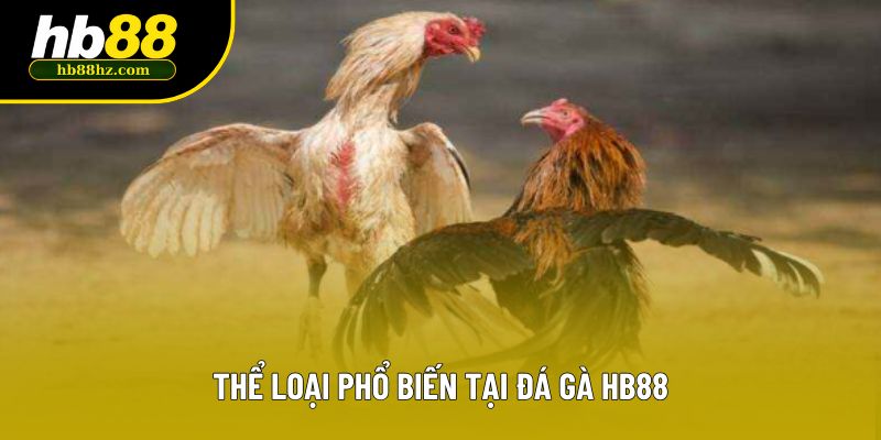 Thể loại phổ biến tại Đá gà HB88 Thể loại phổ biến tại Đá gà HB88
