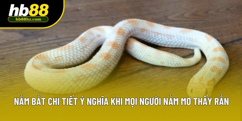 Nắm bắt chi tiết ý nghĩa khi mọi người nằm mơ thấy rắn