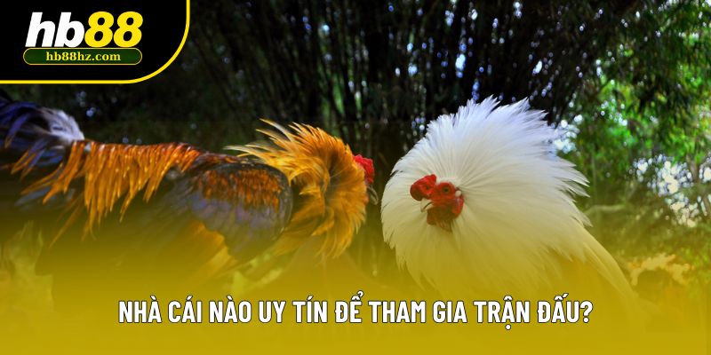 Nhà cái nào uy tín để tham gia trận đấu?