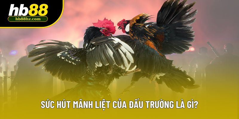 Sức hút mãnh liệt của đấu trường là gì?