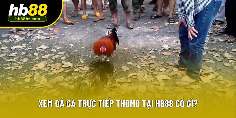 Xem đá gà trực tiếp thomo tại HB88 có gì?